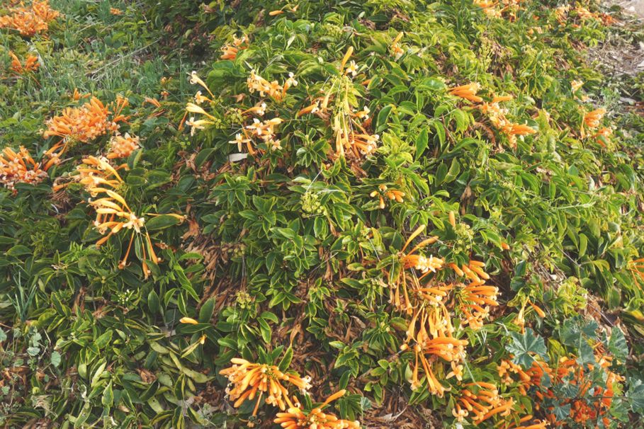 Dall''Australia (WA):  Pyrostegia venusta (Bignoniaceae)