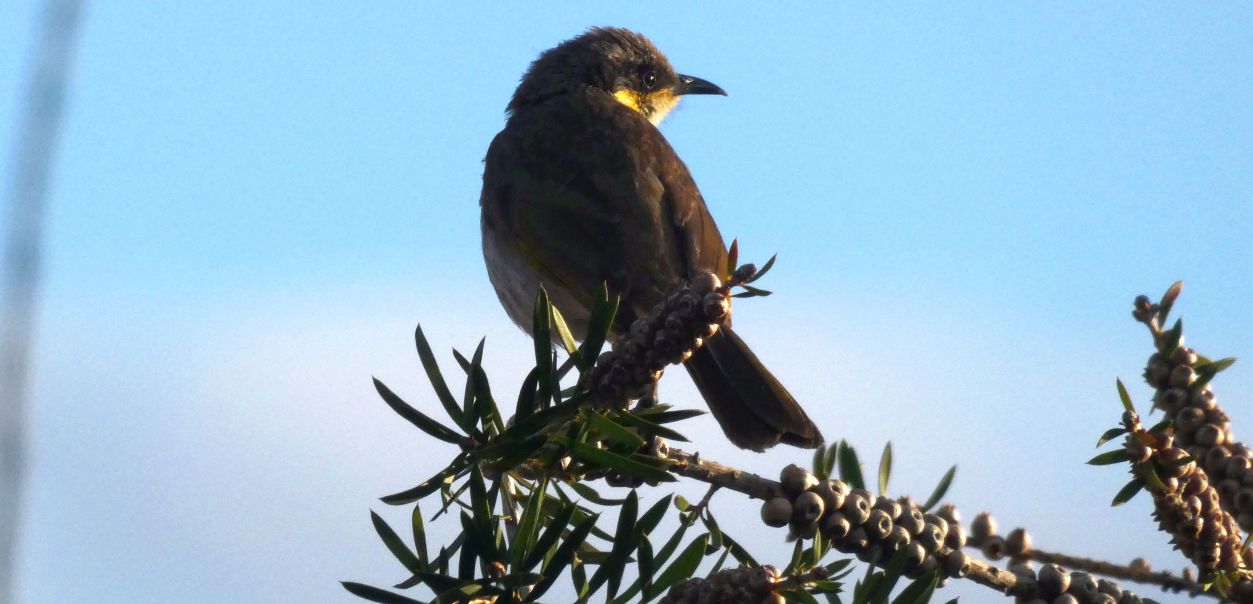 Uccello dall''Australia (WA): Meliphagidae: Gavicalis (=Lichenostomus)  virescens