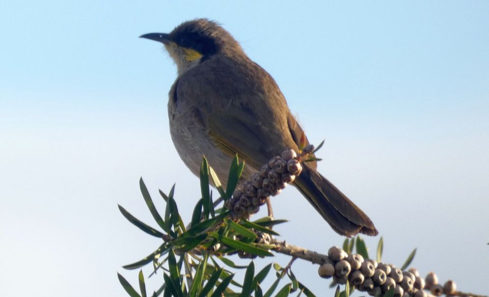 Uccello dall''Australia (WA): Meliphagidae: Gavicalis (=Lichenostomus)  virescens