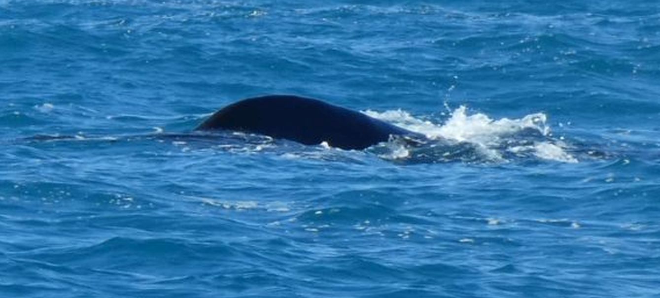 Australia: incontro ravvicinato con la balena