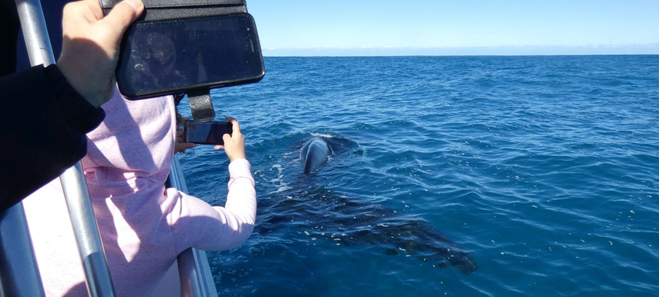 Australia: incontro ravvicinato con la balena