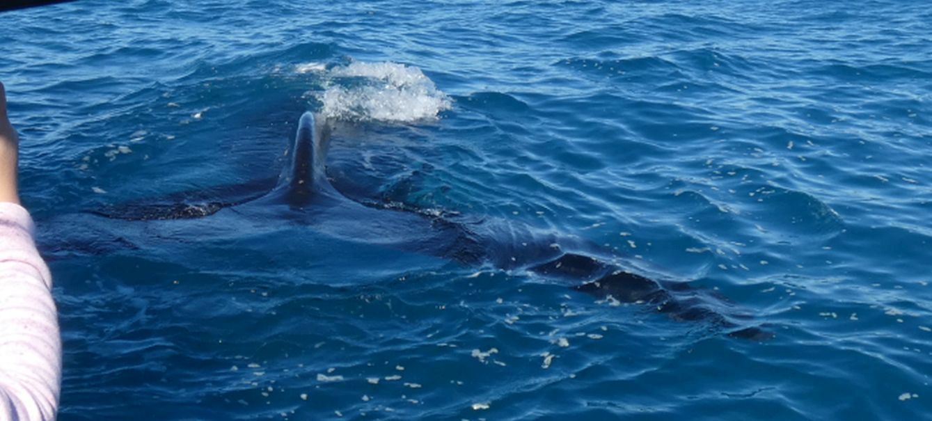 Australia: incontro ravvicinato con la balena