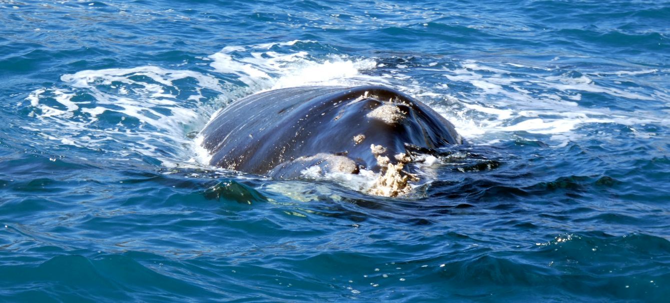 Australia: incontro ravvicinato con la balena