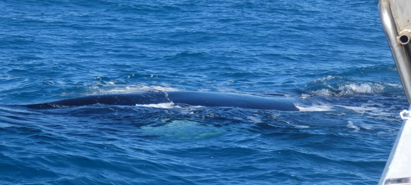 Australia: incontro ravvicinato con la balena