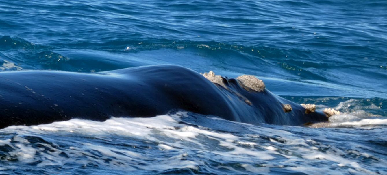 Australia: incontro ravvicinato con la balena