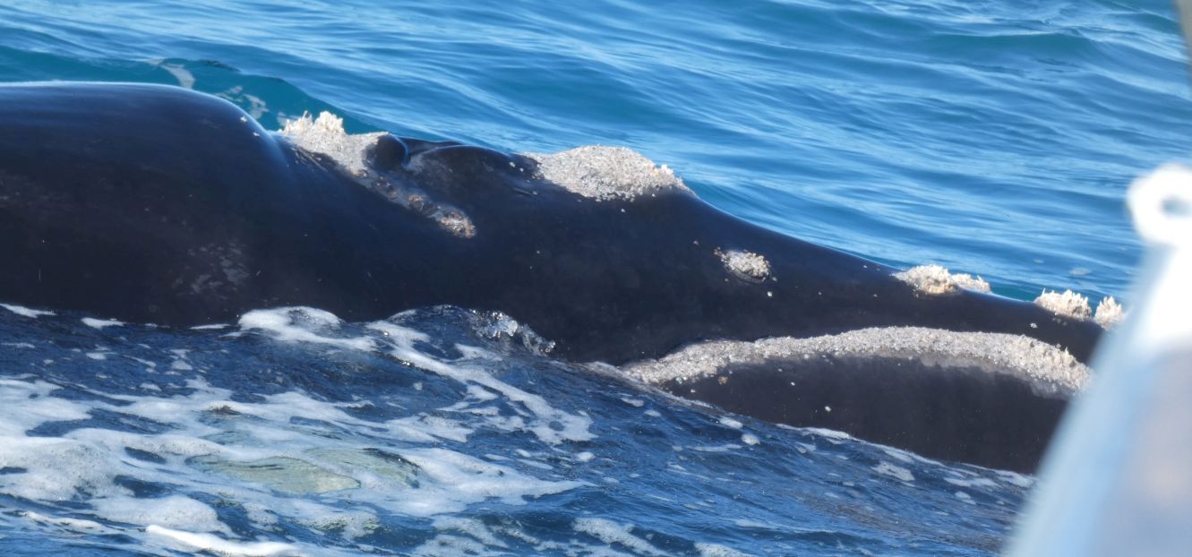 Australia: incontro ravvicinato con la balena