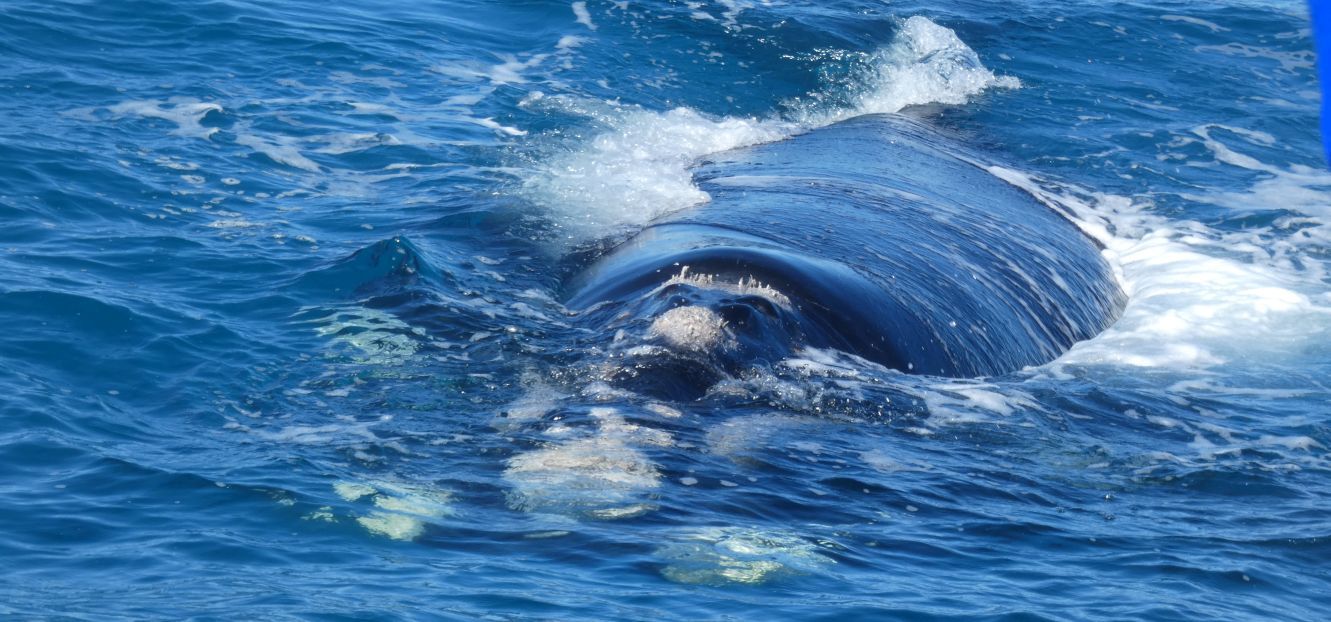 Australia: incontro ravvicinato con la balena