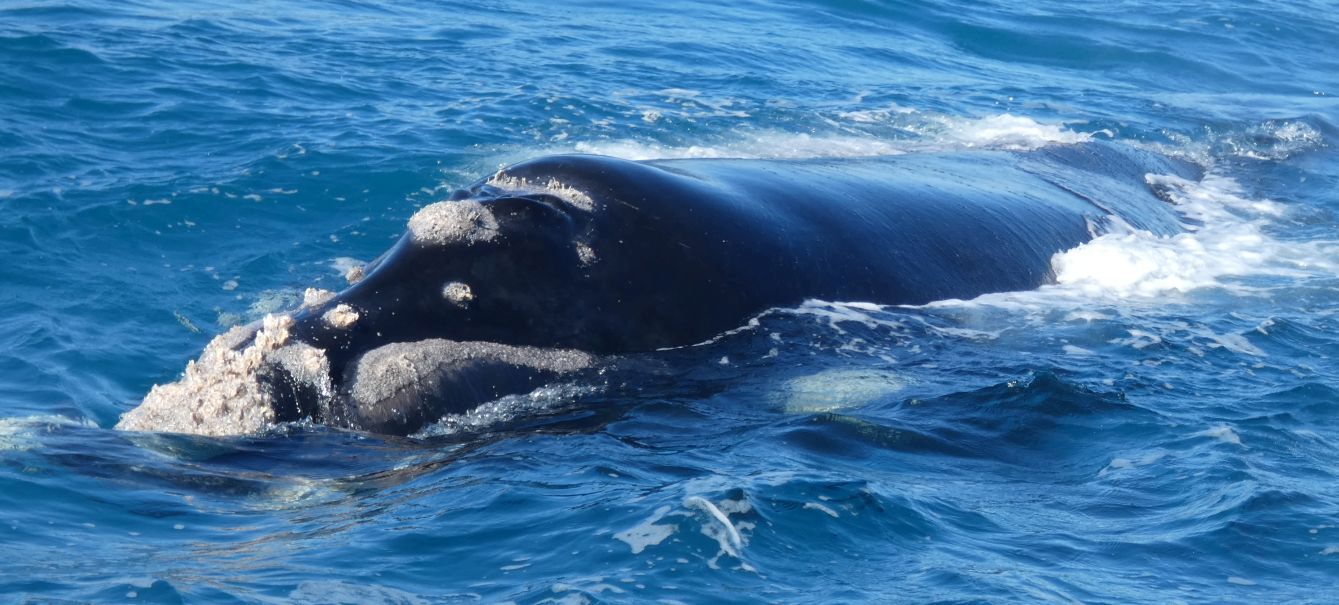 Australia: incontro ravvicinato con la balena