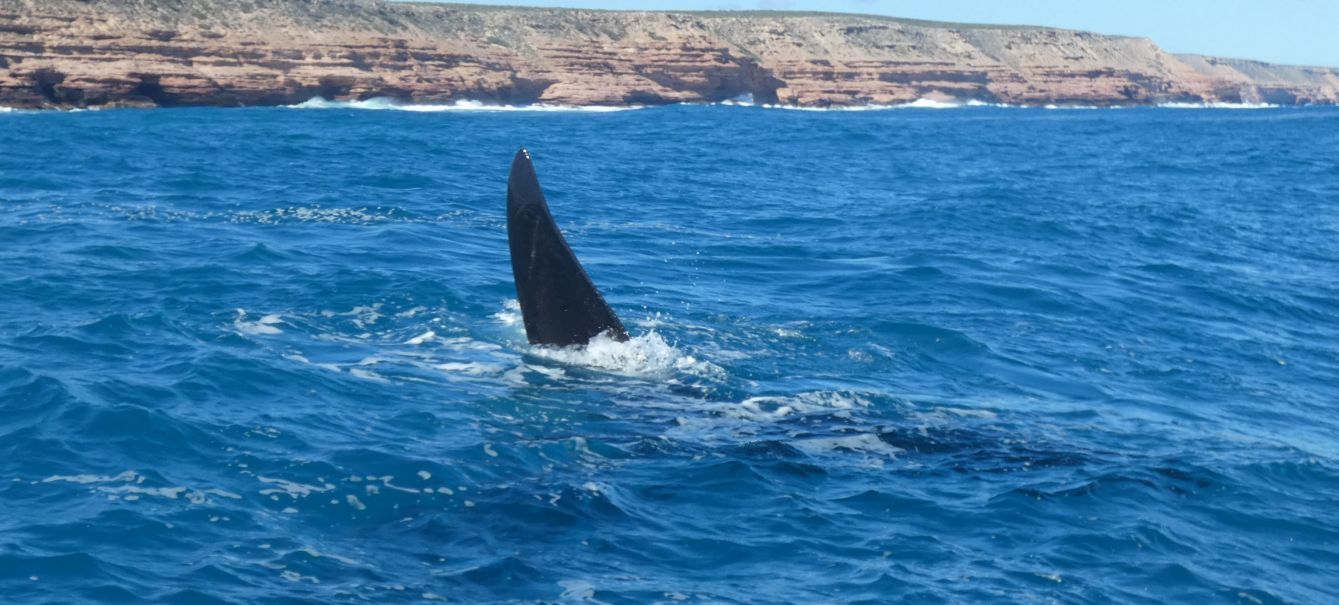 Australia: incontro ravvicinato con la balena