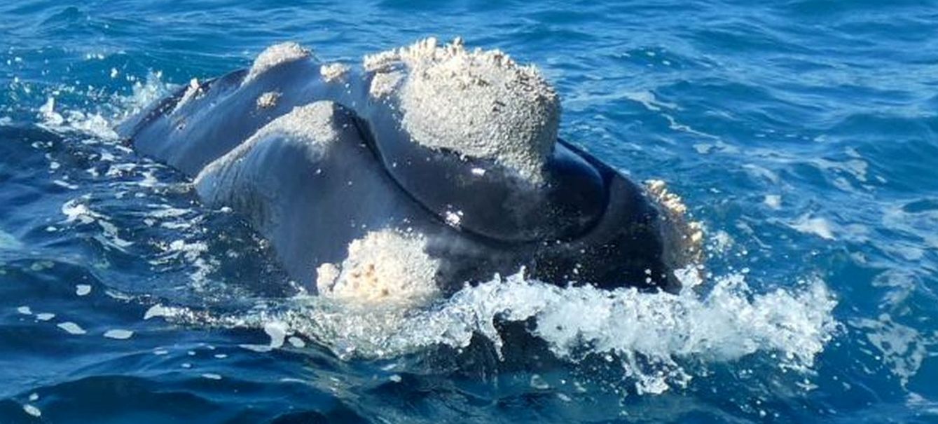 Australia: incontro ravvicinato con la balena