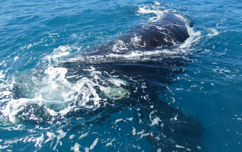 Australia: incontro ravvicinato con la balena