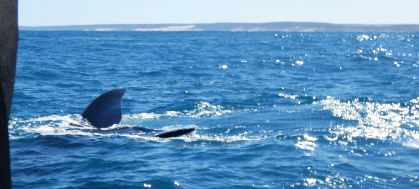 Australia: incontro ravvicinato con la balena