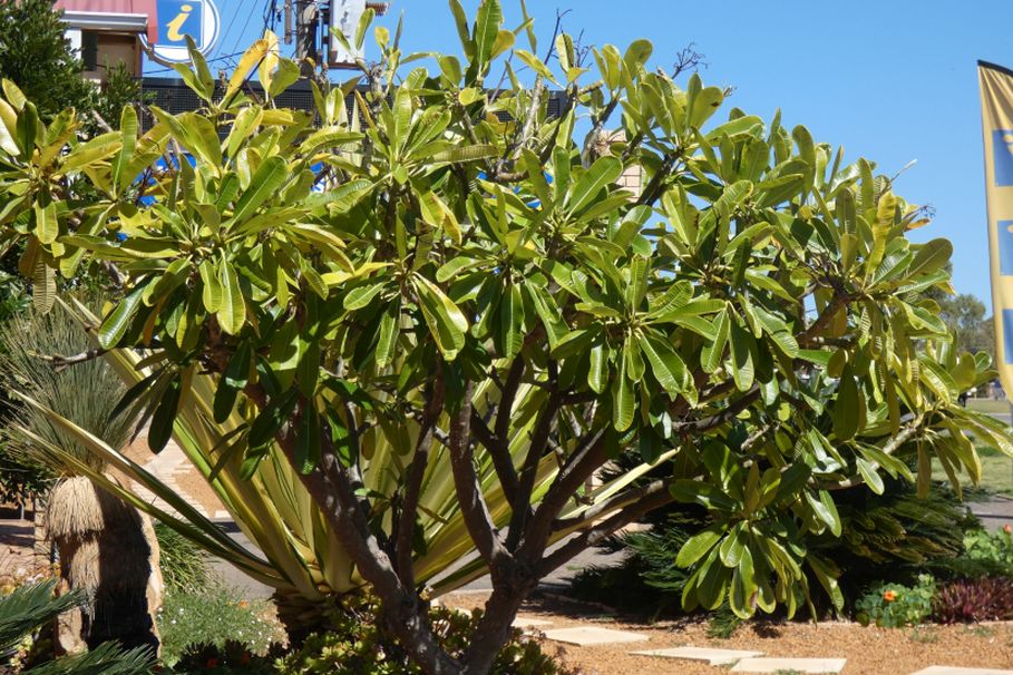 Dall''Australia (WA):  Plumeria obtusa (Apocynaceae)