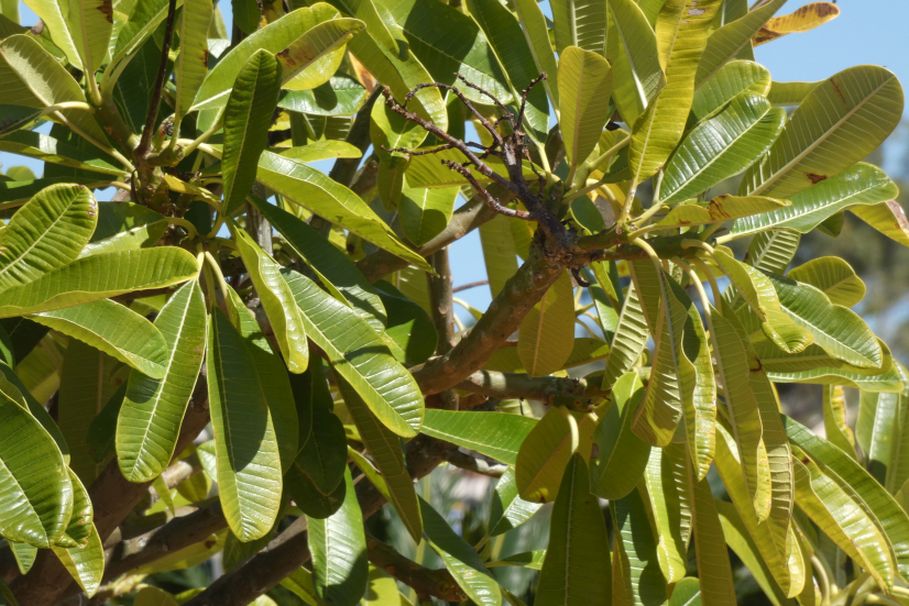 Dall''Australia (WA):  Plumeria obtusa (Apocynaceae)