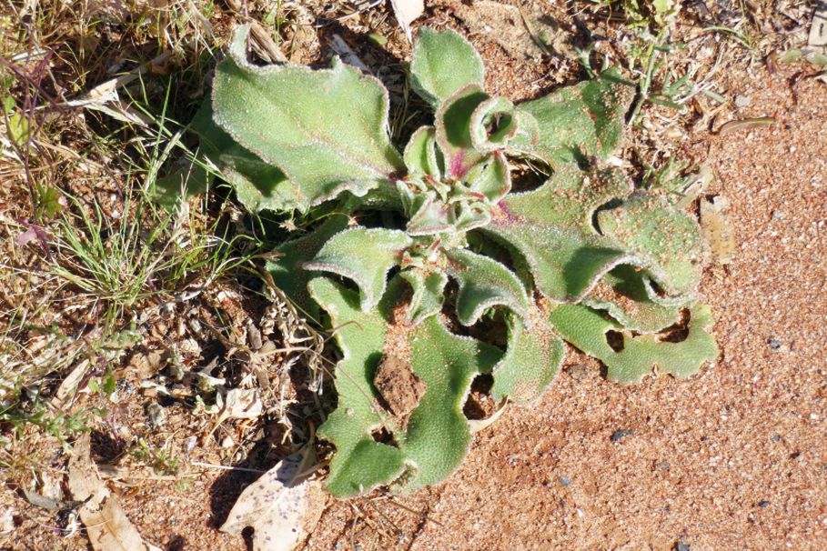 Dall''Australia(WA):Mesembryanthemum crystallinum (Aizoaceae)
