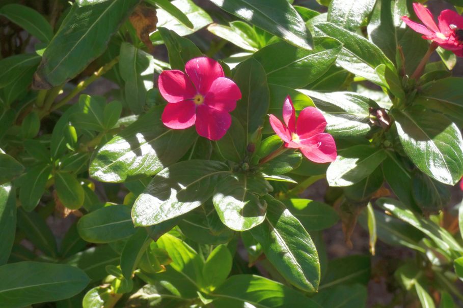 Dall''Australia (WA):  Catharanthus roseus (Apocynaceae)