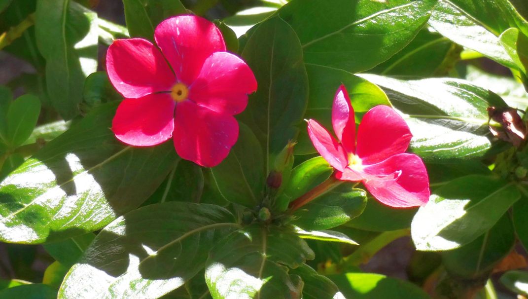 Dall''Australia (WA):  Catharanthus roseus (Apocynaceae)