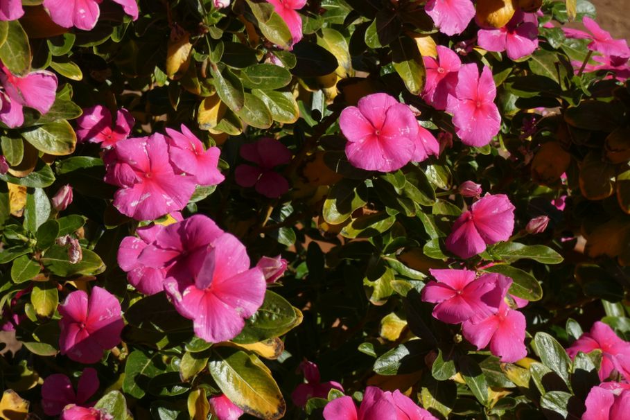 Dall''Australia (WA):  Catharanthus roseus (Apocynaceae)