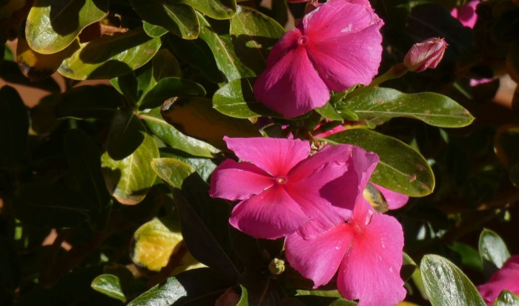 Dall''Australia (WA):  Catharanthus roseus (Apocynaceae)