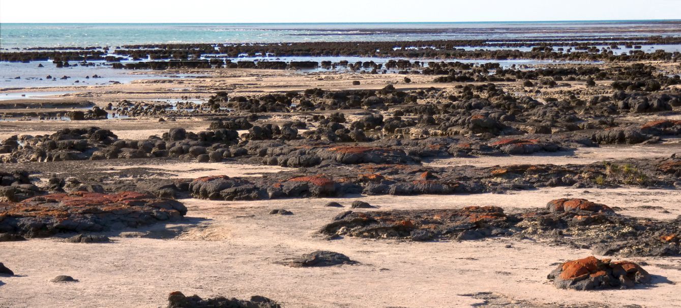 Gli Stromatoliti della Western Australia