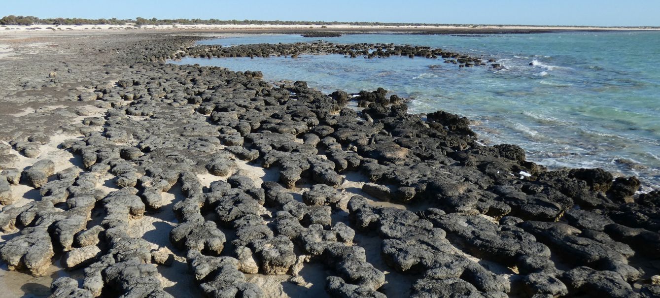 Gli Stromatoliti della Western Australia