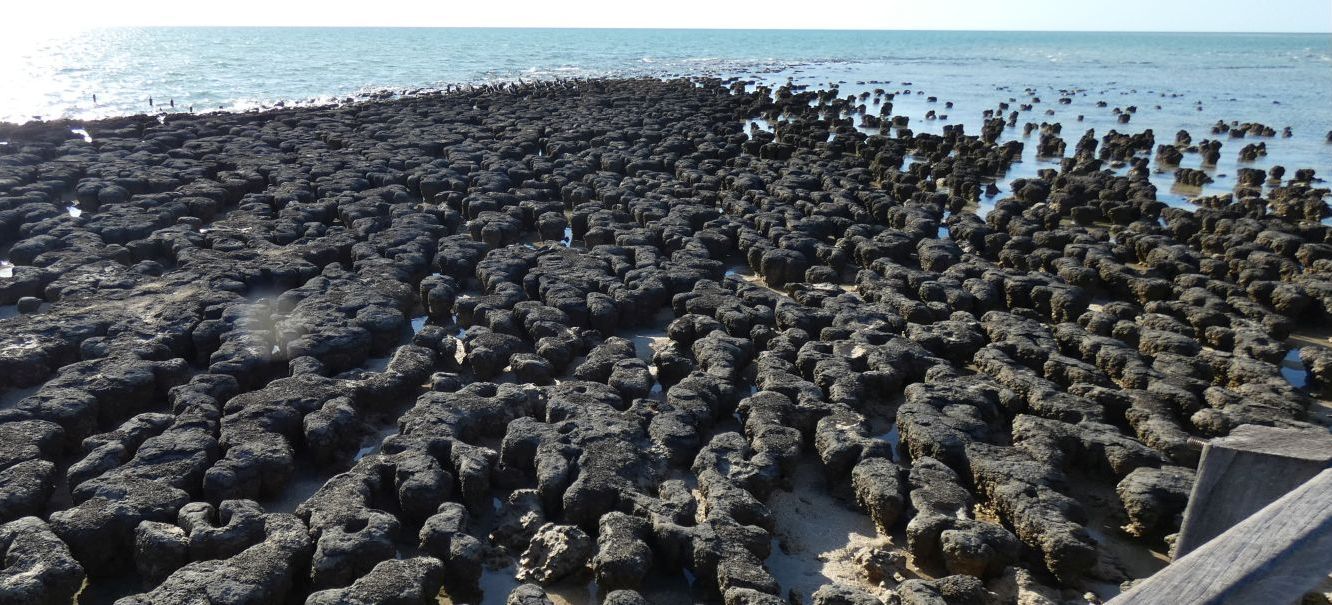 Gli Stromatoliti della Western Australia