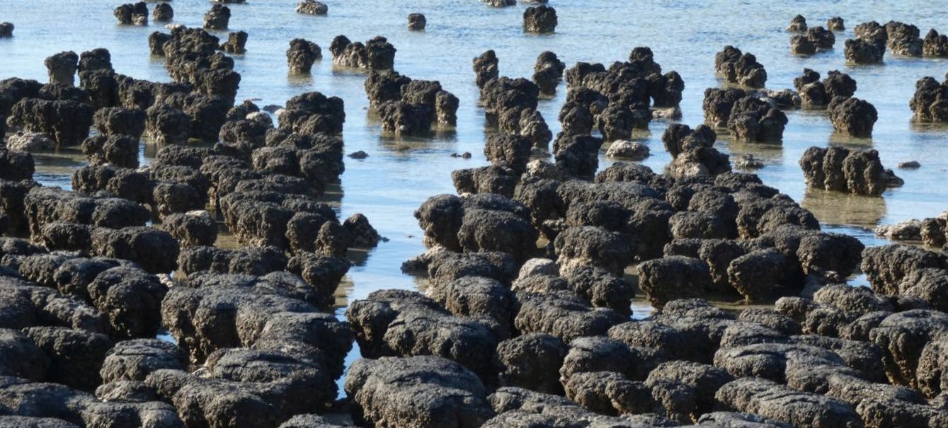 Gli Stromatoliti della Western Australia