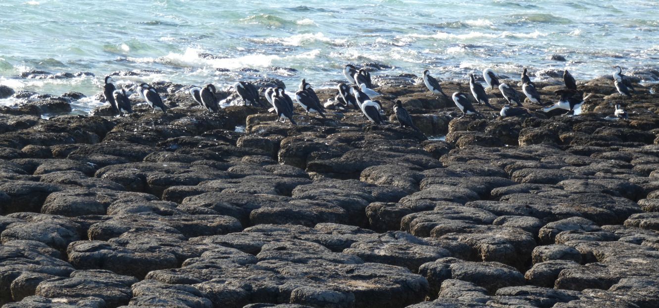 Gli Stromatoliti della Western Australia