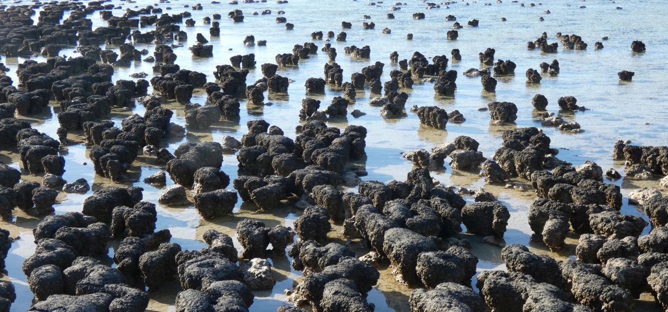 Gli Stromatoliti della Western Australia