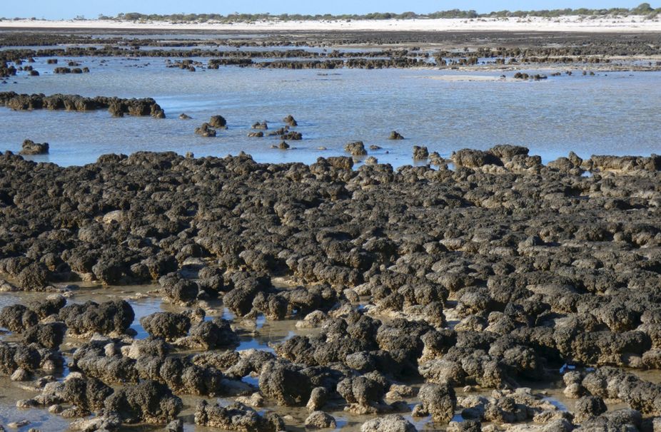 Gli Stromatoliti della Western Australia