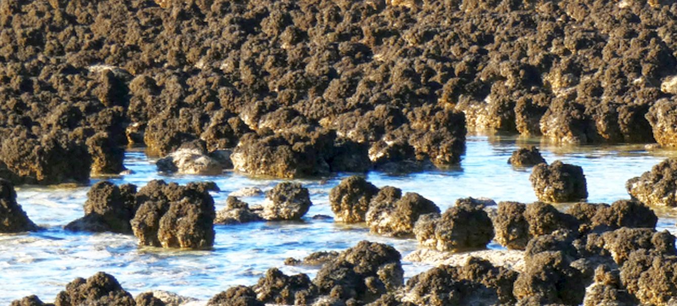 Gli Stromatoliti della Western Australia