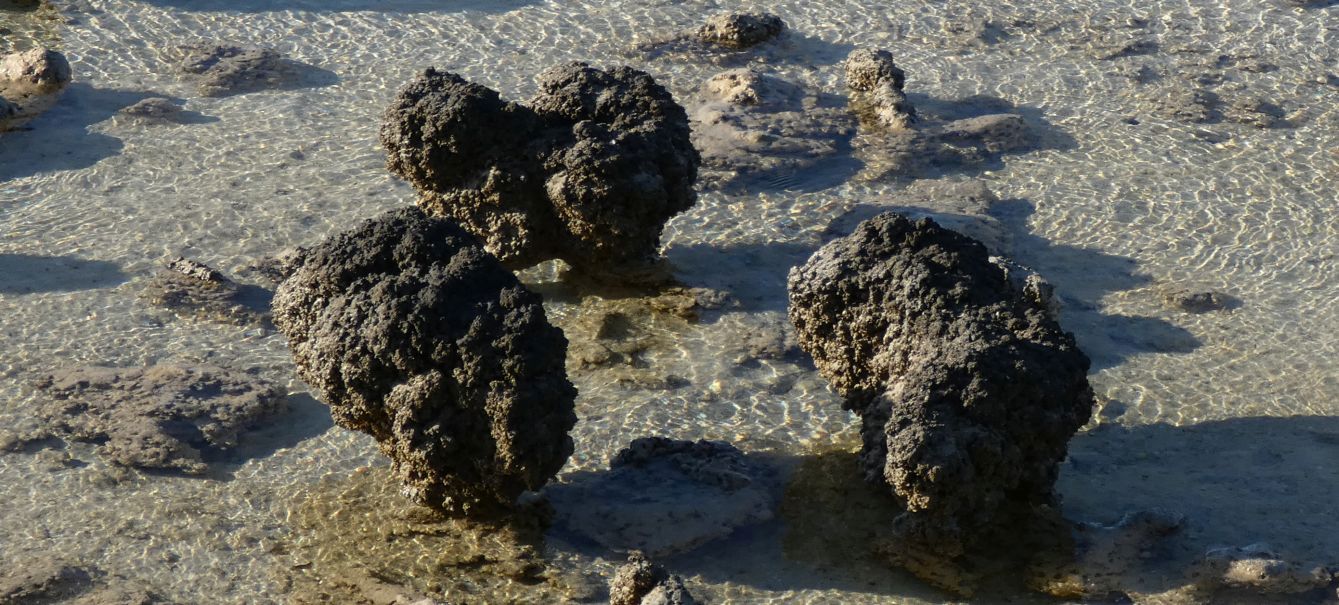 Gli Stromatoliti della Western Australia