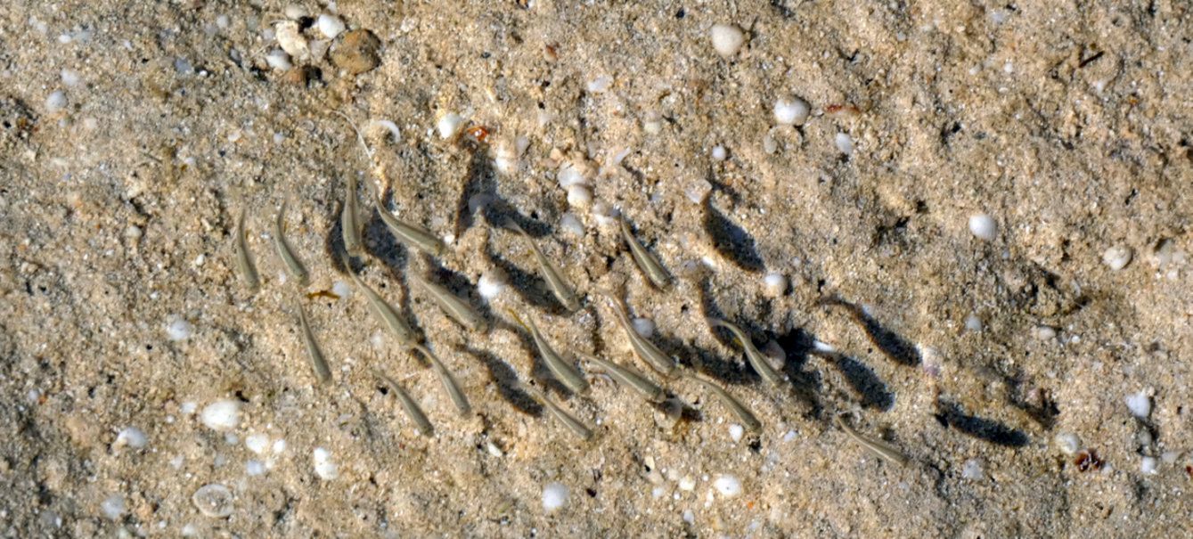 Gli Stromatoliti della Western Australia