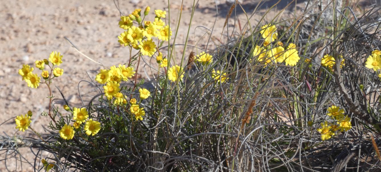 Dall''Australia (WA): Senecio pinnatifolius (Asteraceae)