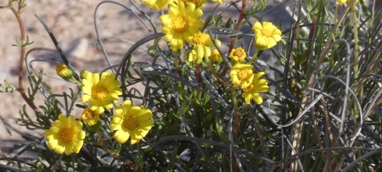 Dall''Australia (WA): Senecio pinnatifolius (Asteraceae)