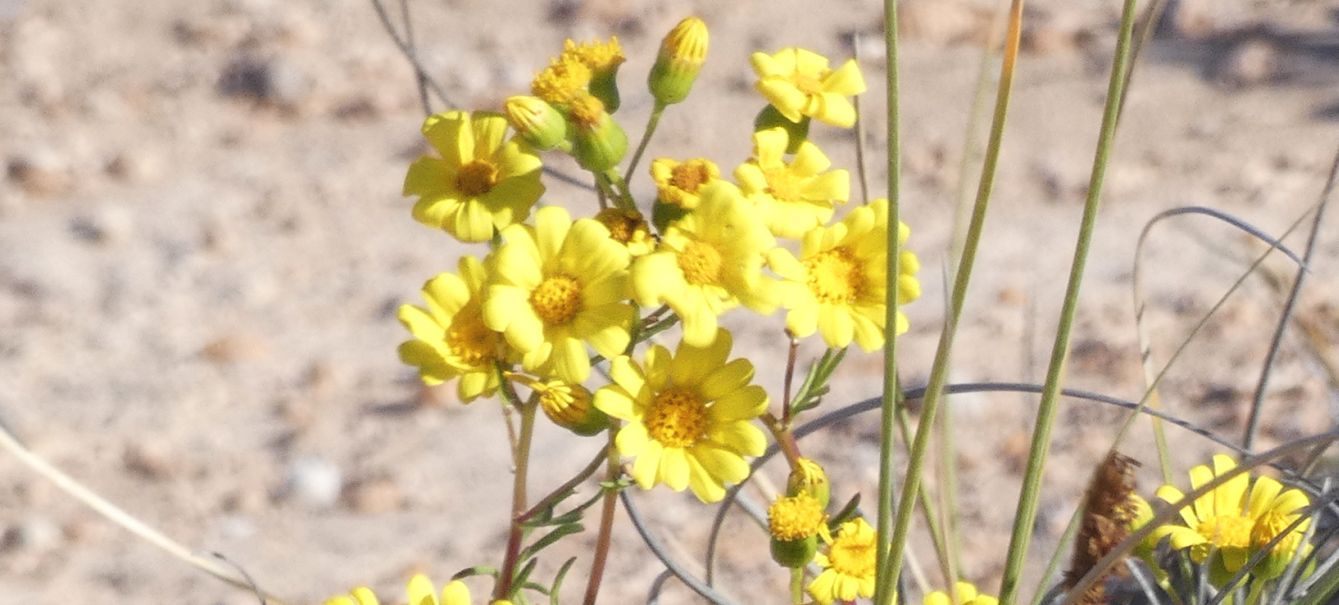Dall''Australia (WA): Senecio pinnatifolius (Asteraceae)