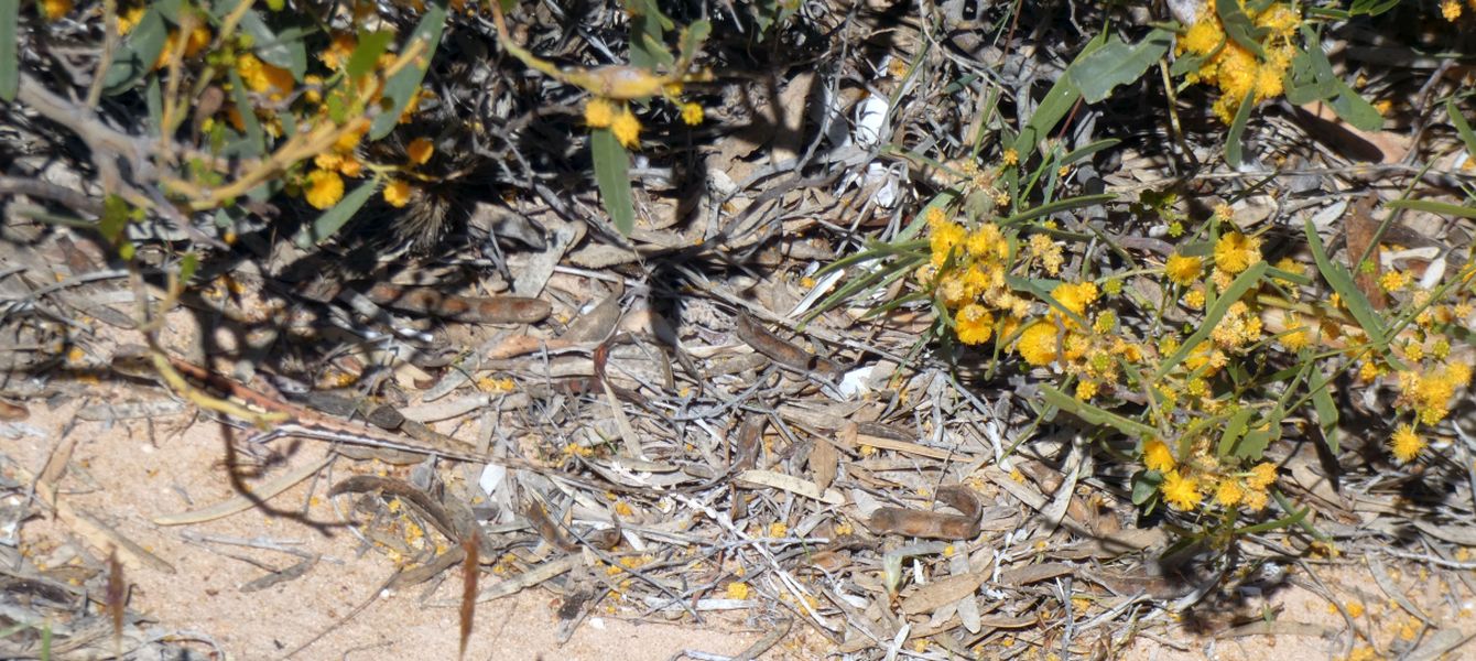 Dall''Australia (WA):  Acacia  ligulata