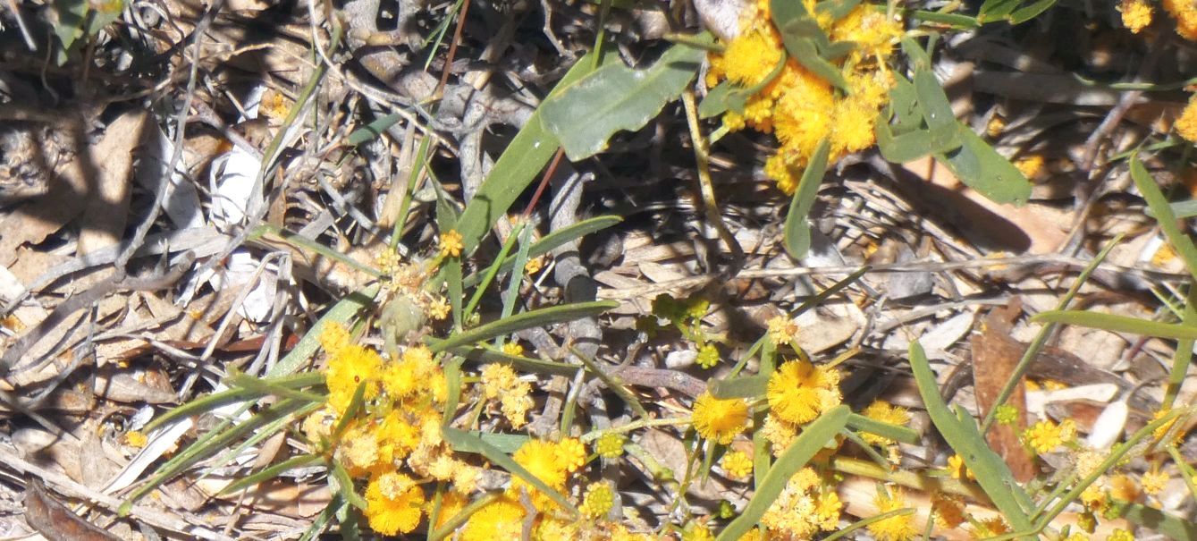 Dall''Australia (WA):  Acacia  ligulata