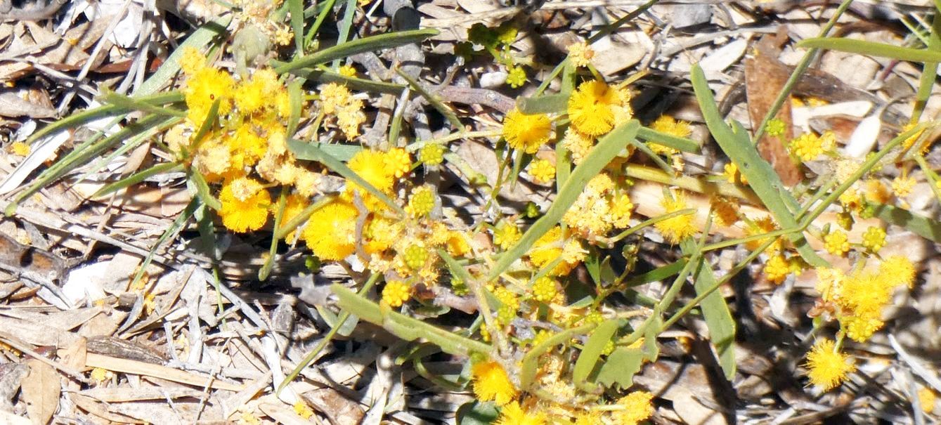 Dall''Australia (WA):  Acacia  ligulata