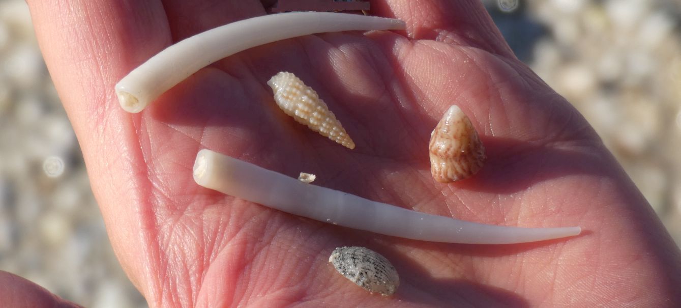Conchiglia australiana:  Mollusca Scaphopoda