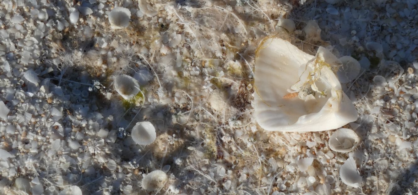 Conchiglia australiana:  Mollusca Scaphopoda