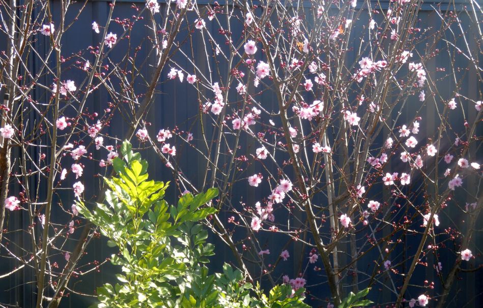Dall''Australia (WA) : cv Prunus cerasifera (Rosaceae)