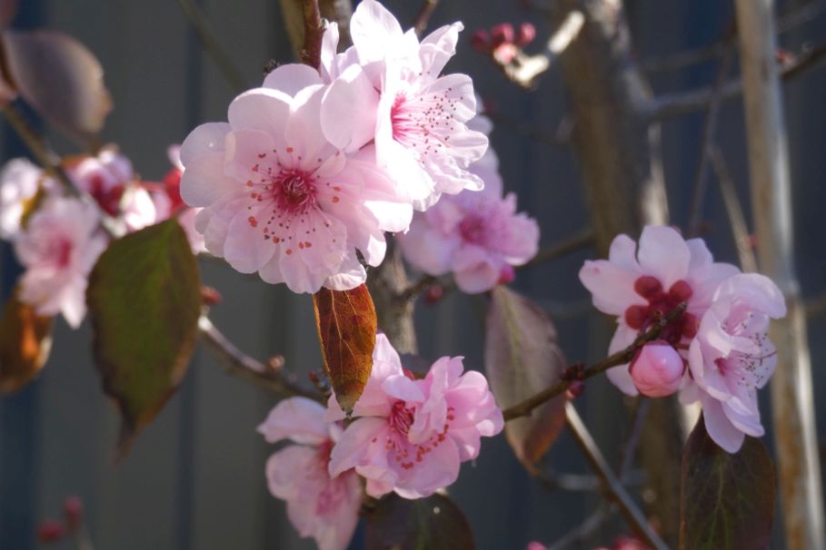 Dall''Australia (WA) : cv Prunus cerasifera (Rosaceae)
