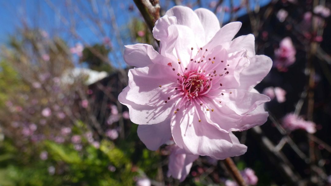 Dall''Australia (WA) : cv Prunus cerasifera (Rosaceae)