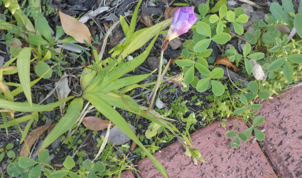 Dall''Australia (WA):  Cv di Freesia sp. (cfr. Freesia alba  x Freesia leichtlini)