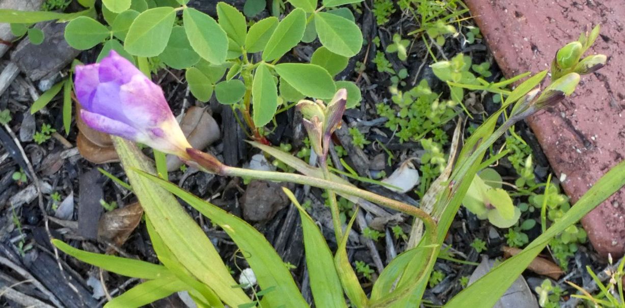 Dall''Australia (WA):  Cv di Freesia sp. (cfr. Freesia alba  x Freesia leichtlini)