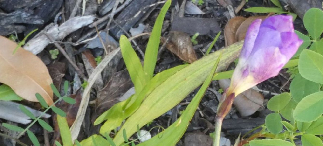 Dall''Australia (WA):  Cv di Freesia sp. (cfr. Freesia alba  x Freesia leichtlini)