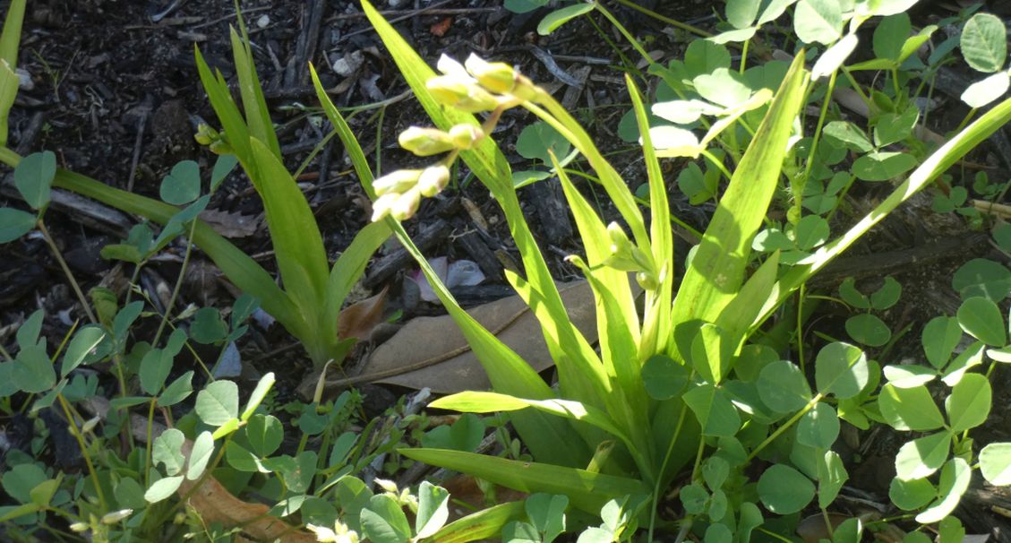 Dall''Australia (WA):  Cv di Freesia sp. (cfr. Freesia alba  x Freesia leichtlini)