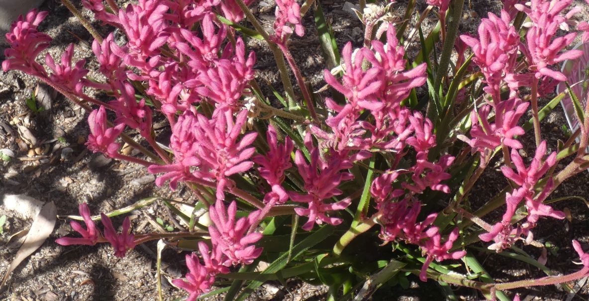 Dall''Australia (WA):  Anigozanthos x hybrid (Haemodoraceae)