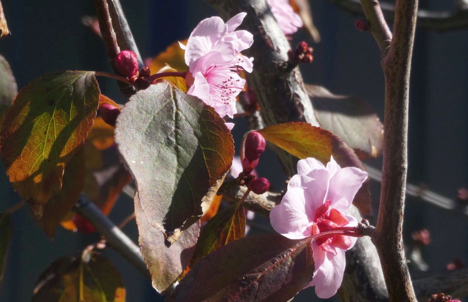 Dall''Australia (WA) : cv Prunus cerasifera (Rosaceae)